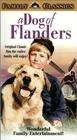 锦绣前程A Dog of Flanders
